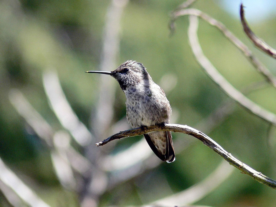 Hummingbirds birds animals photo