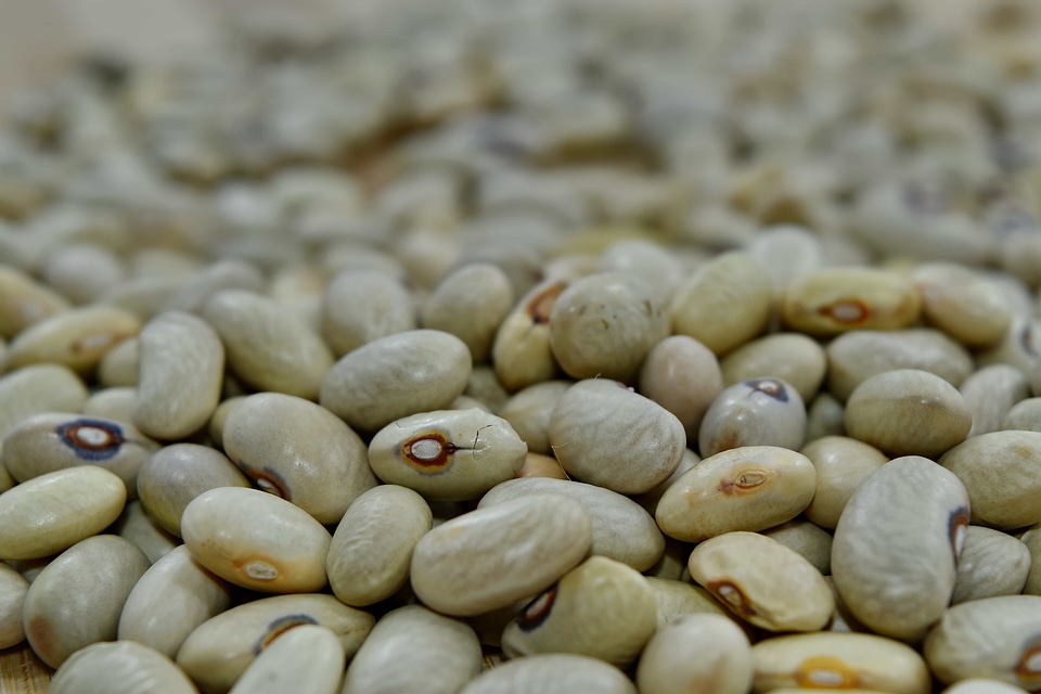 Beans close-up seed