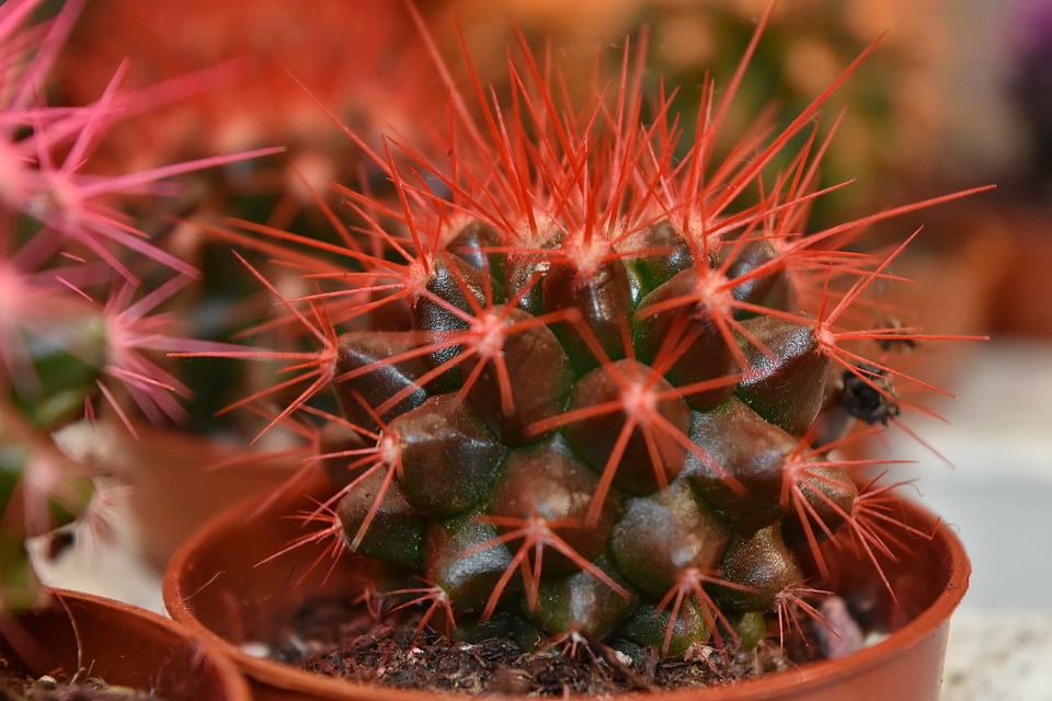 Cactus flowerpot pinkish
