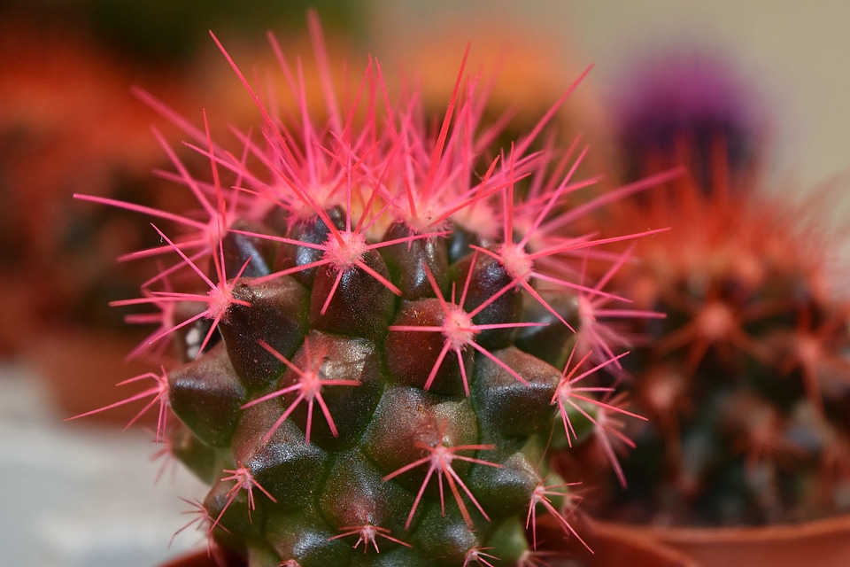 Cactus close-up desert plant