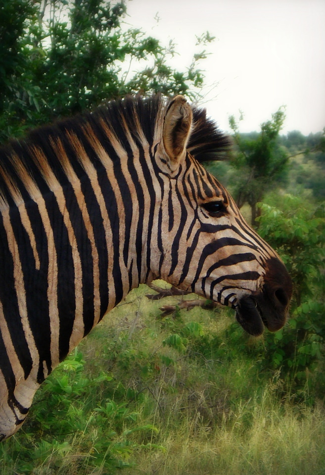 Zebra profile savanna nature