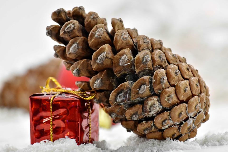 Conifer frost gift
