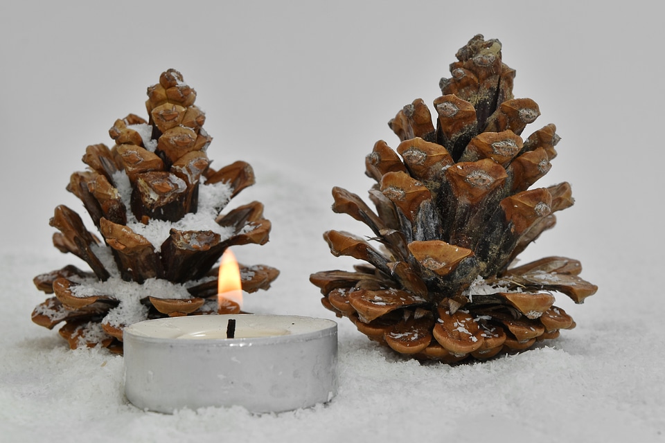 Conifers seed snowflakes