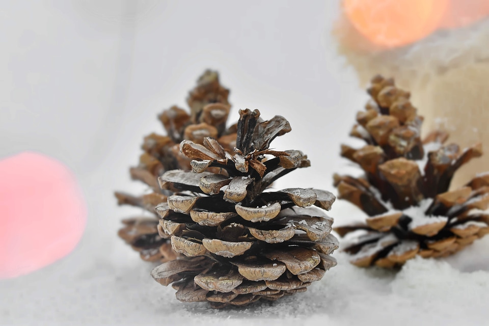 Backlight cone conifers