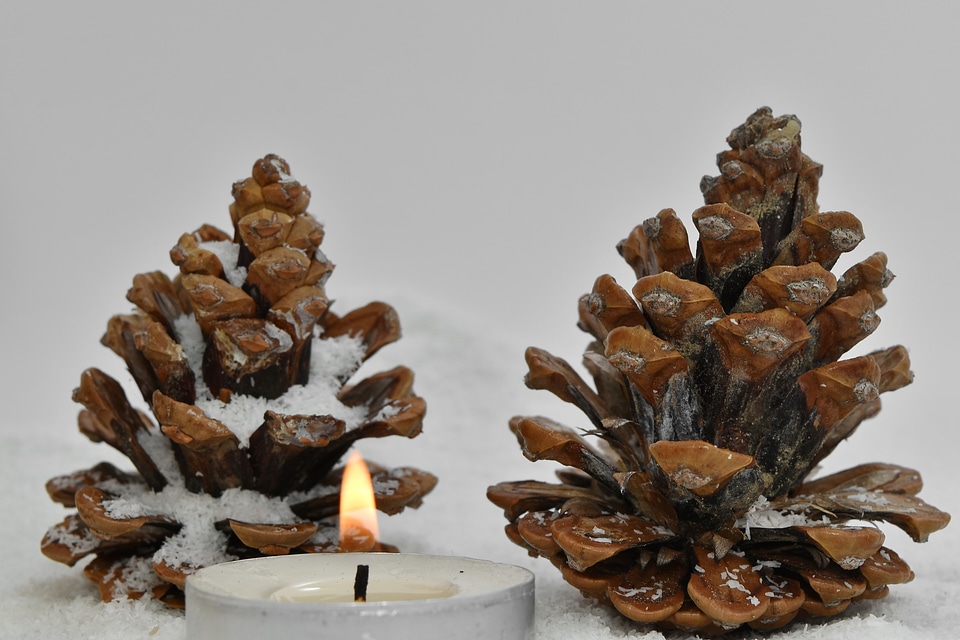 Candlelight cone conifer