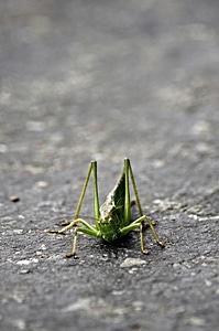Close up nature road