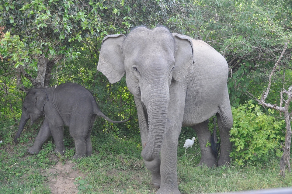 Mammal africa safari