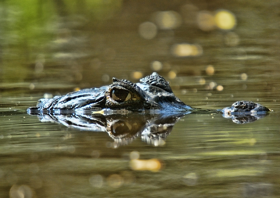 Crocodilian llanos marsh