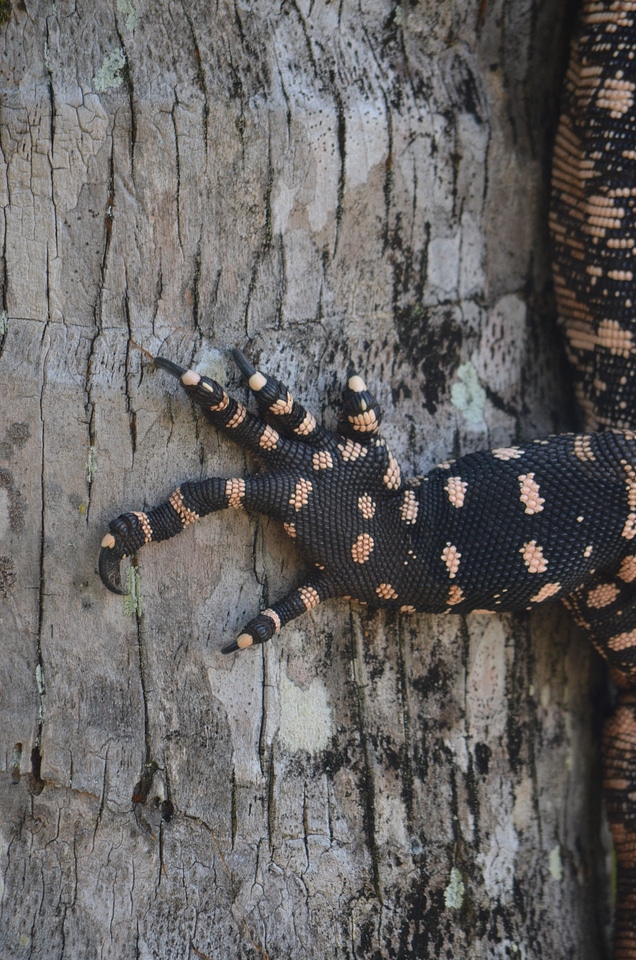 Nature wild life foot