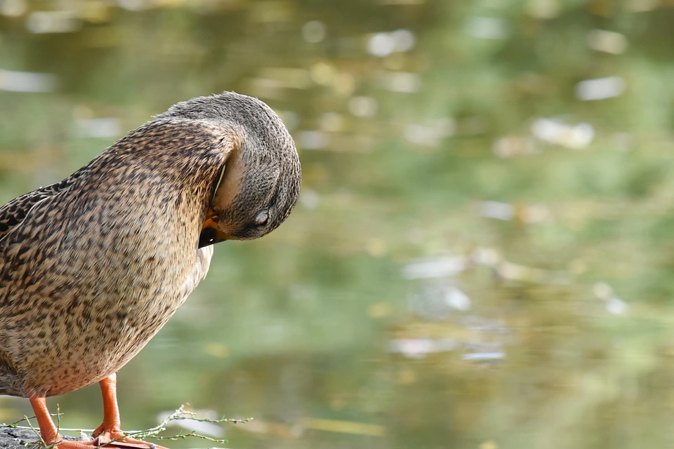 Autumn Season duck mallard
