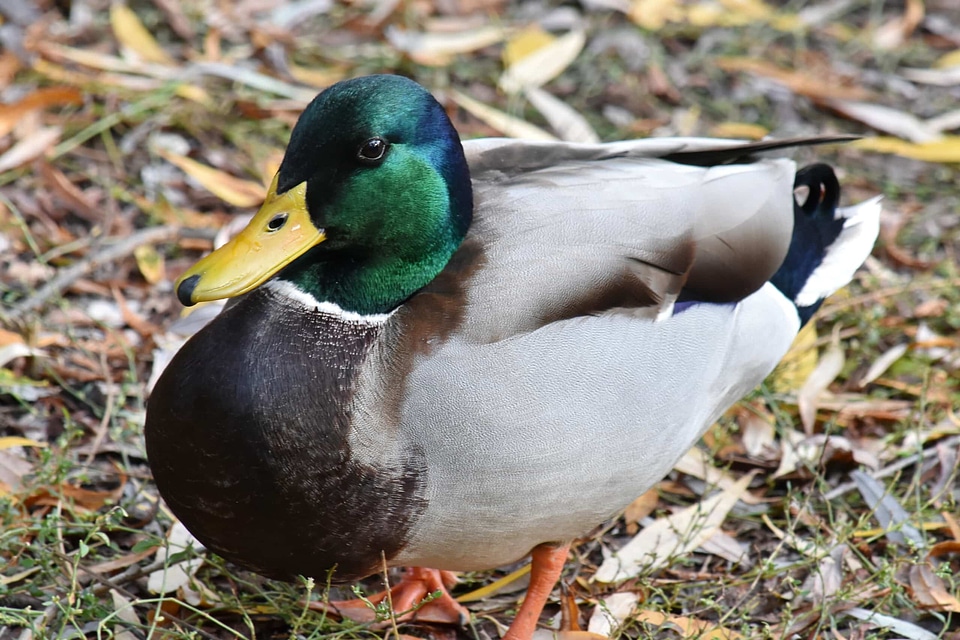 Colorful duck wildlife