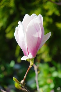 Macro close up tulip magnolia photo