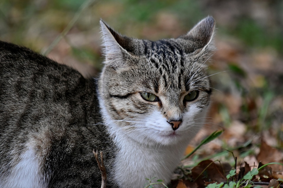 Domestic Cat eyelashes eyes