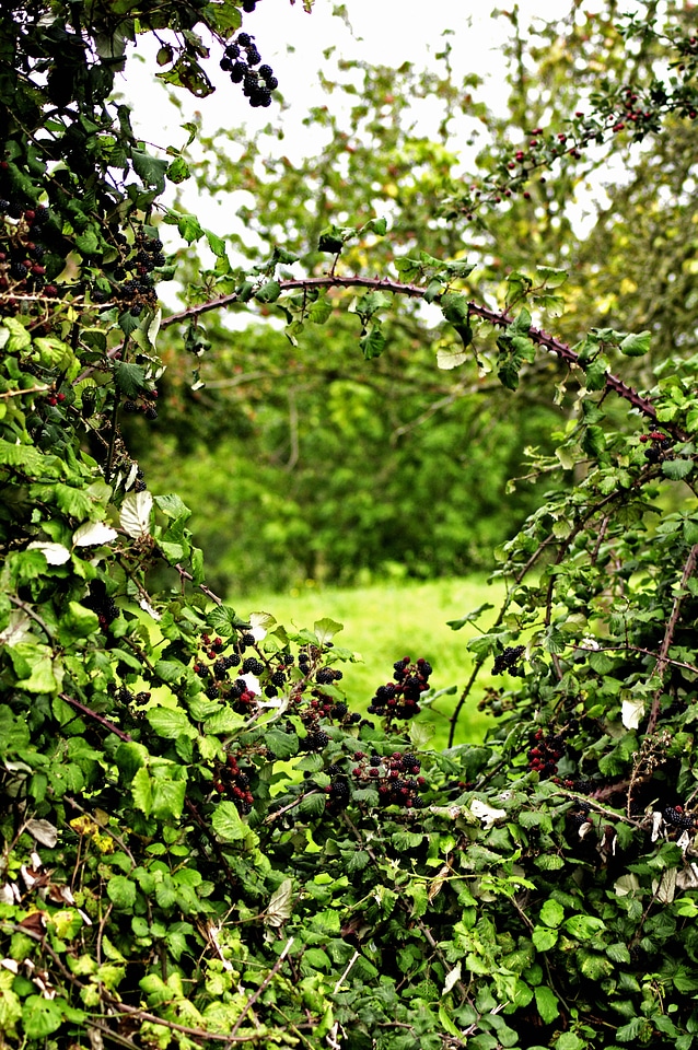 Nature green leaves