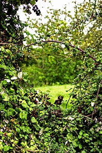 Nature green leaves