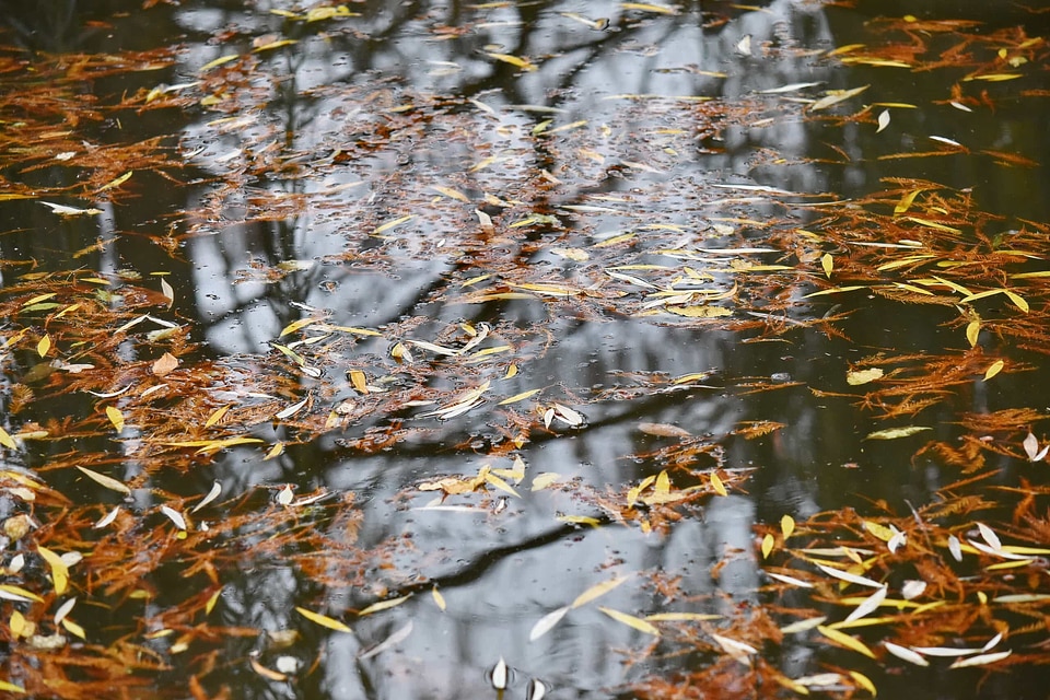 Autumn Season water level reflection