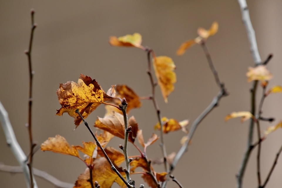 Autumn Season branch branches