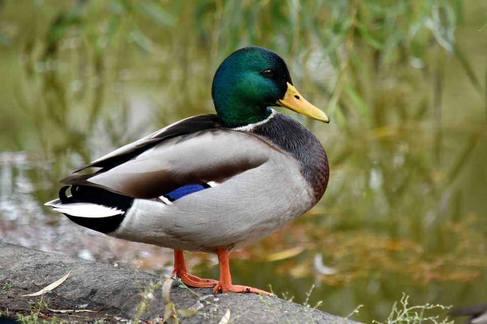 Duck mallard natural habitat