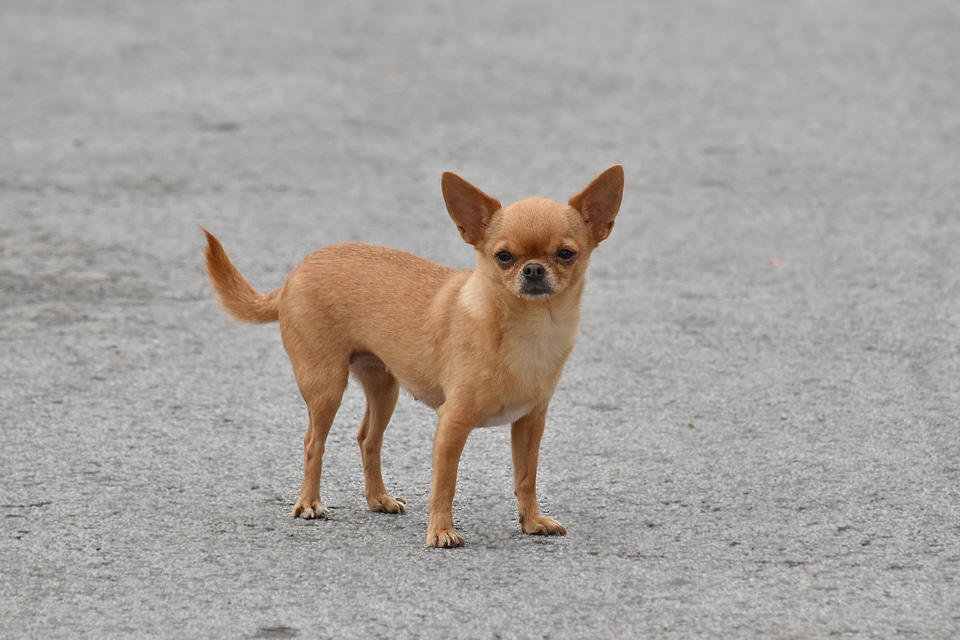Adorable dog light brown