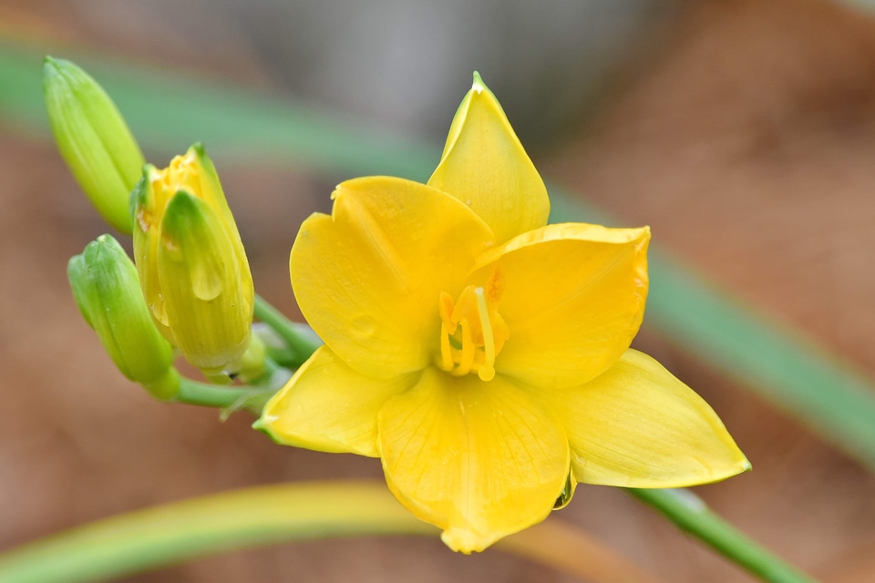 Details narcissus yellow