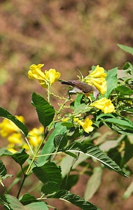 Leaf spring romantic