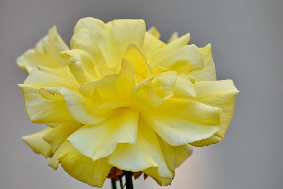 Petals horticulture rose