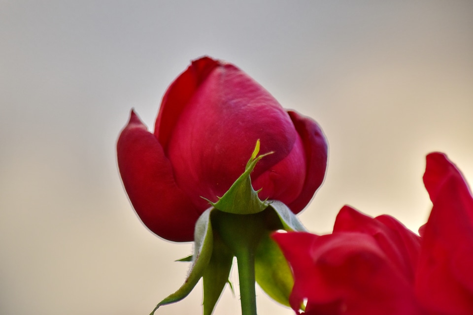 Close-Up detail flower bud
