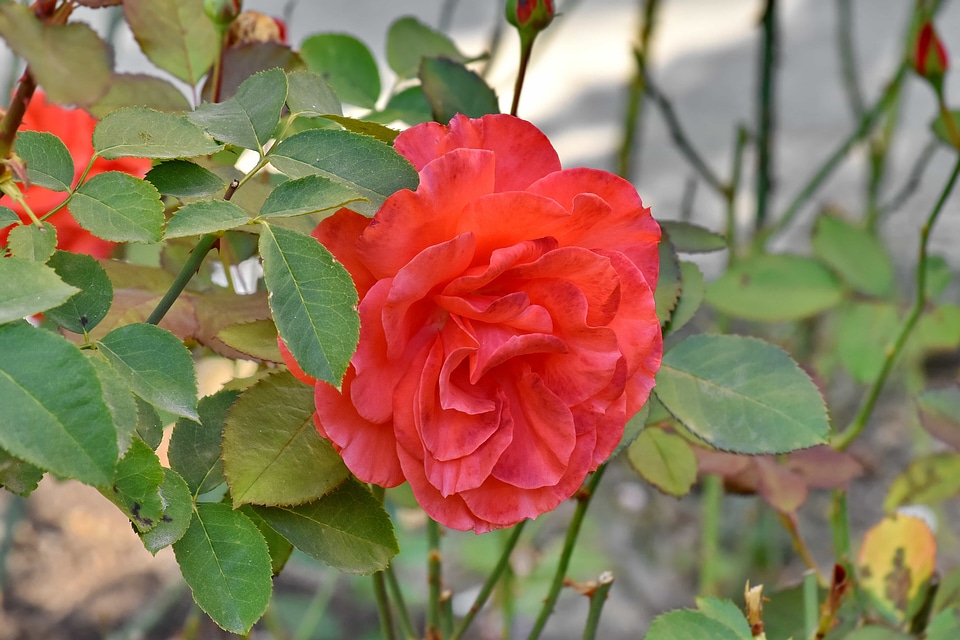 Flower Garden green leaves reddish
