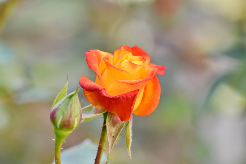 Beautiful Flowers color flower bud