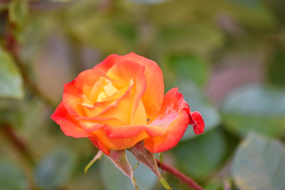 Beautiful Flowers flower bud flower garden