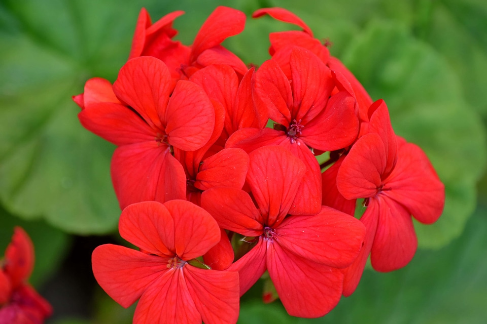 Flower Garden flowers red
