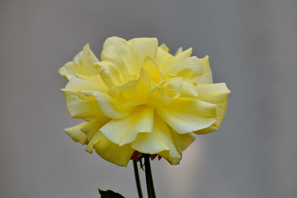 Focus rose yellowish