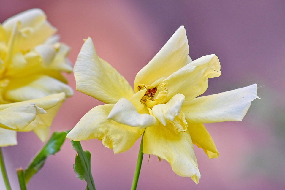 Blurry flower garden focus