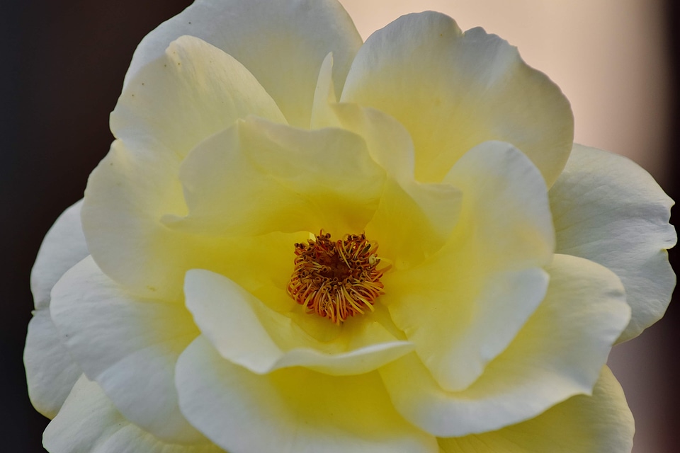 Center focus pistil