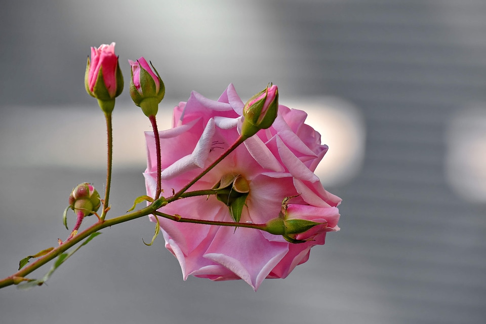 Beautiful Image flower bud focus