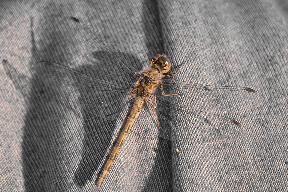 Canvas dragonfly insect