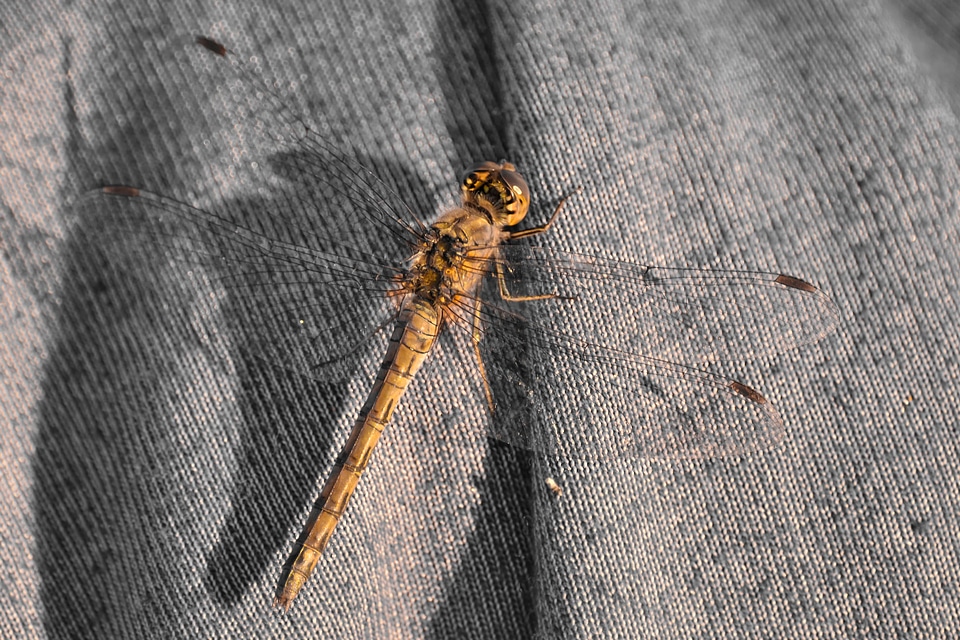 Details dragonfly light brown