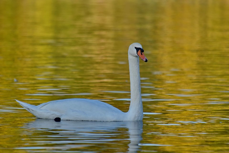 Golden Glow reflection swan
