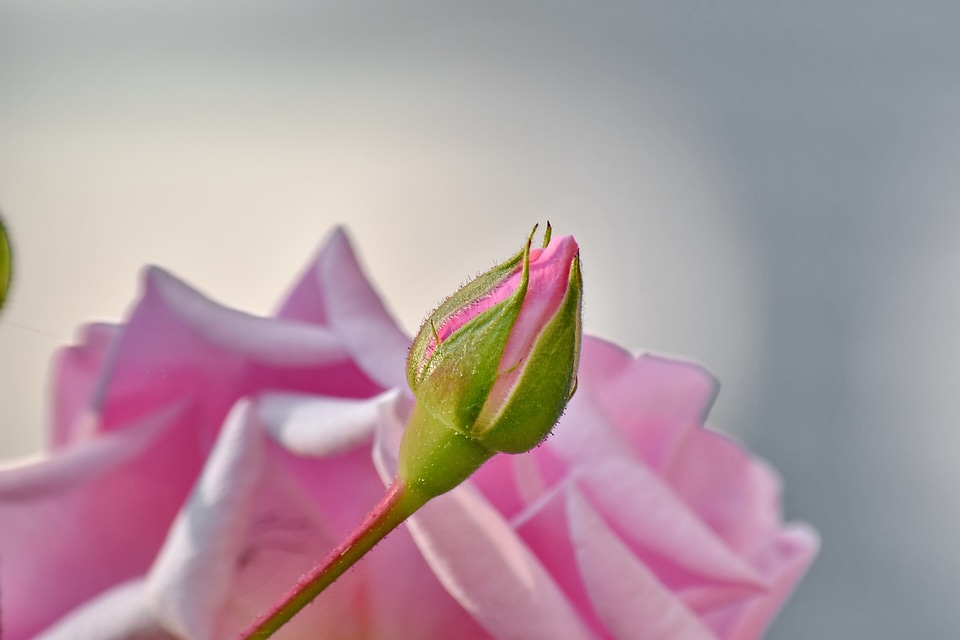 Flower Bud pastel petals