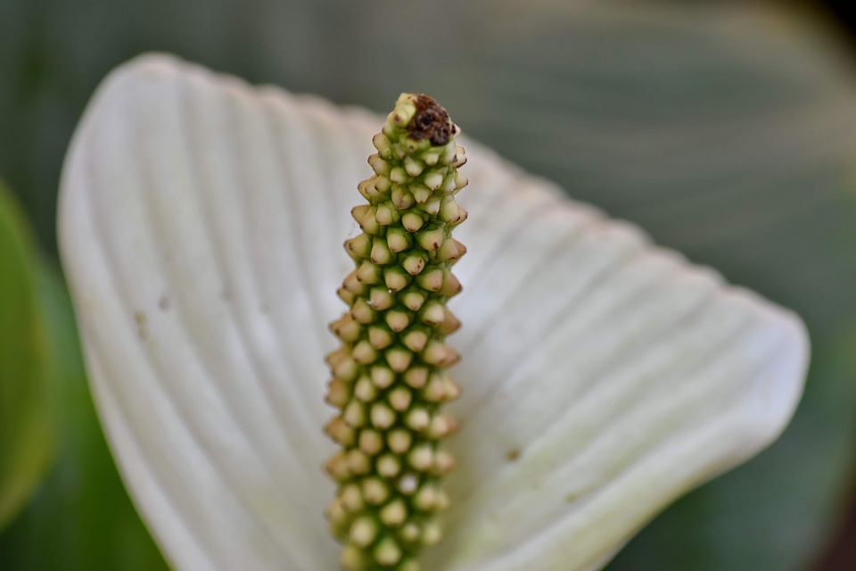 Brazil exotic pistil