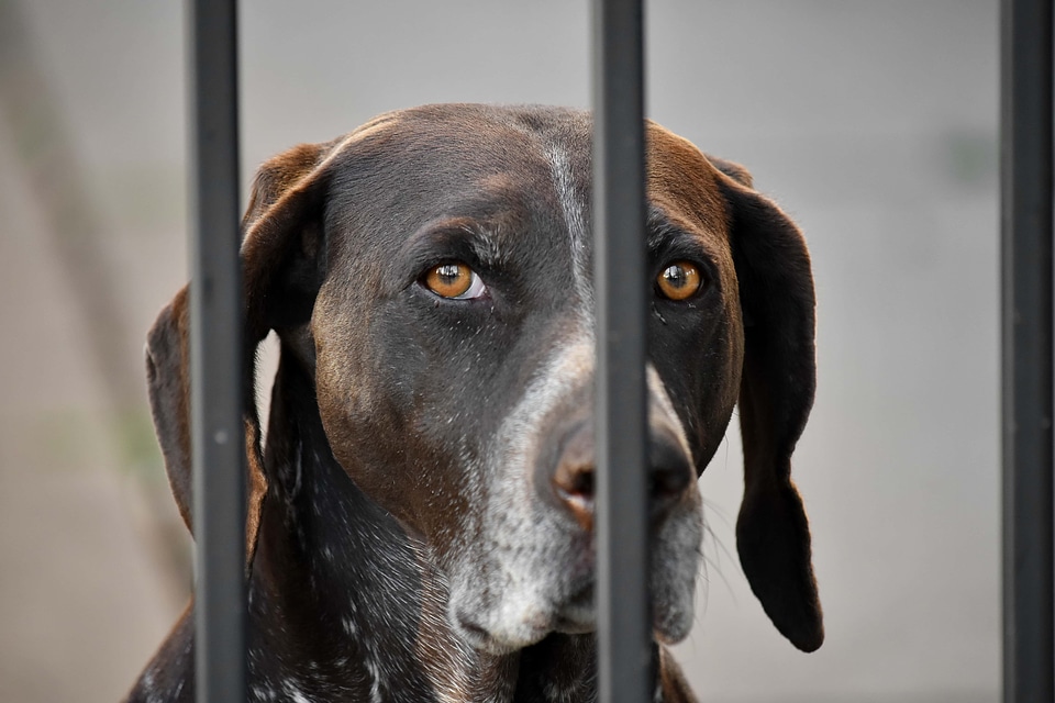 Beautiful Image eyes hunting dog