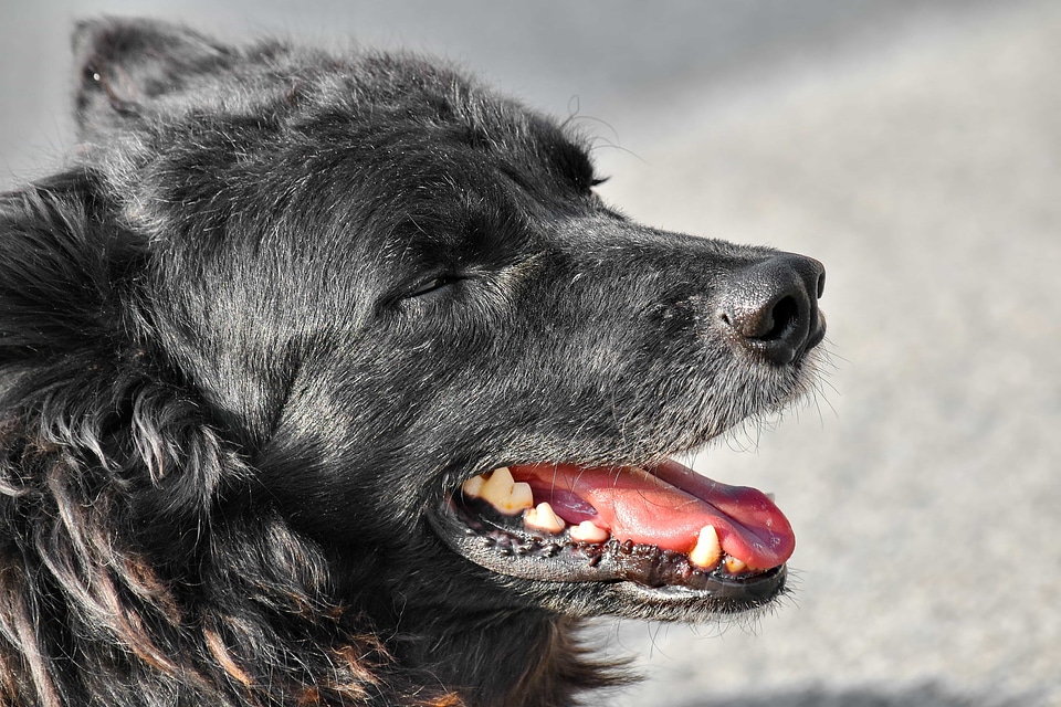 Animal shepherd dog portrait