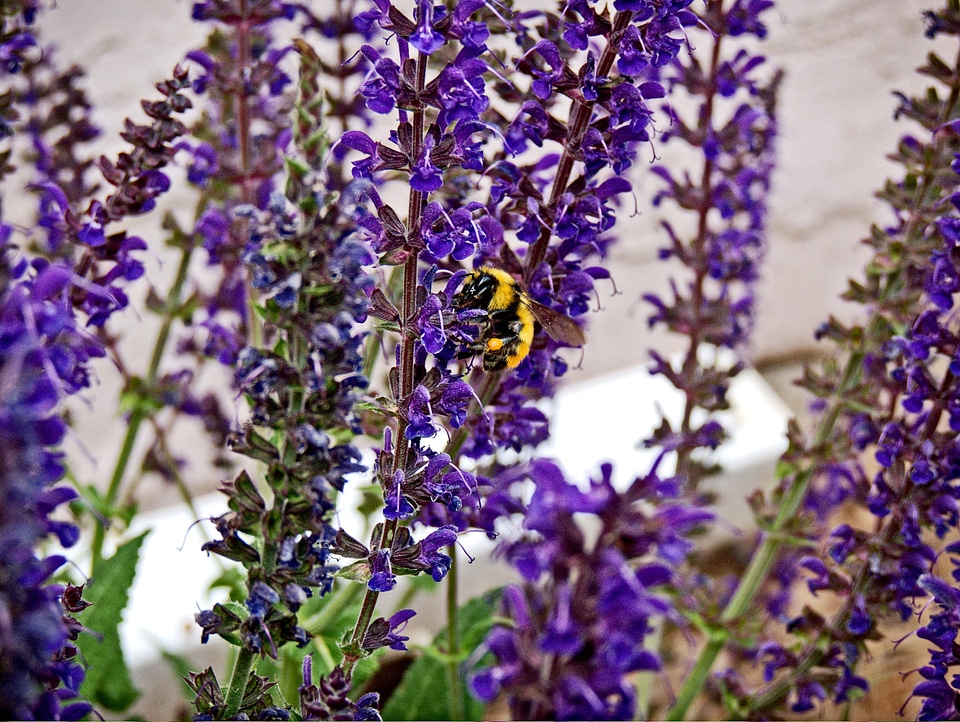 Nectar outdoors blooming