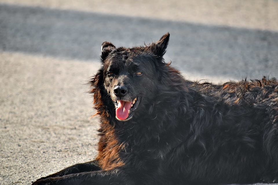 Beautiful Photo dog laying