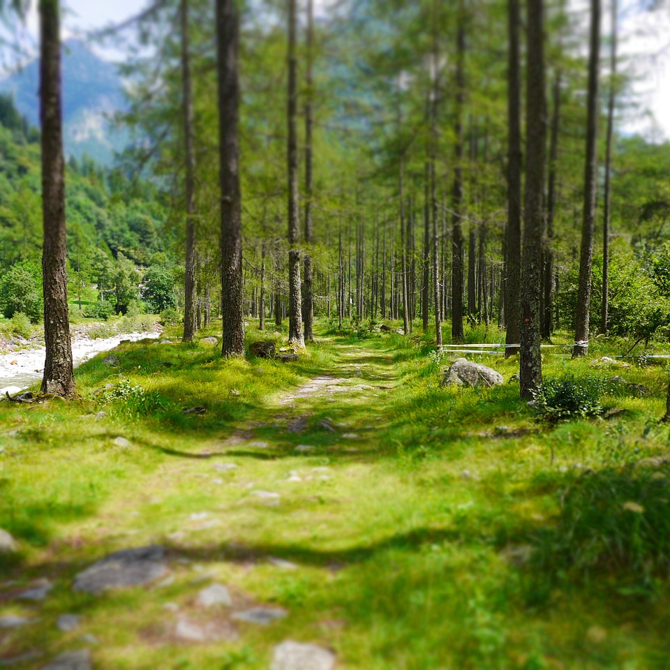 Lerch forest verzasca away