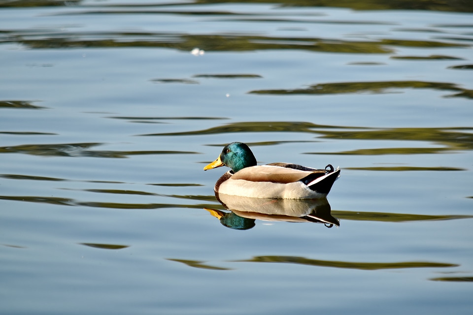 Duck plumage reflection