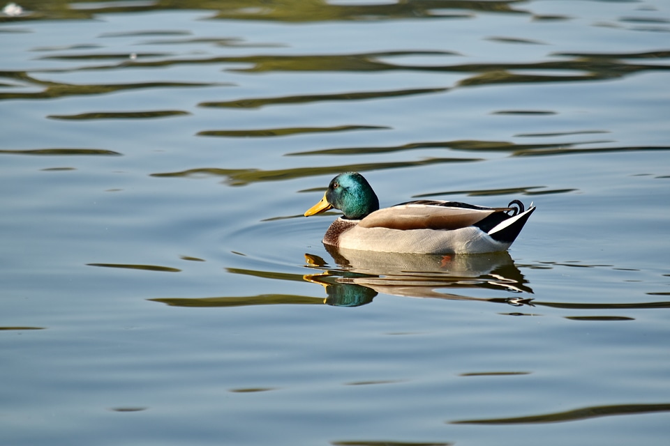 Colorful duck mallard