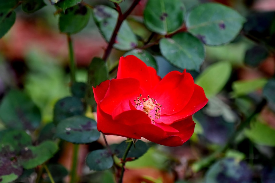 Garden pistil wild