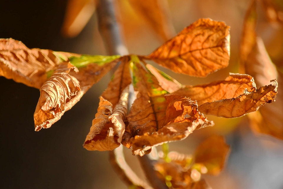 Autumn Season brown leaves