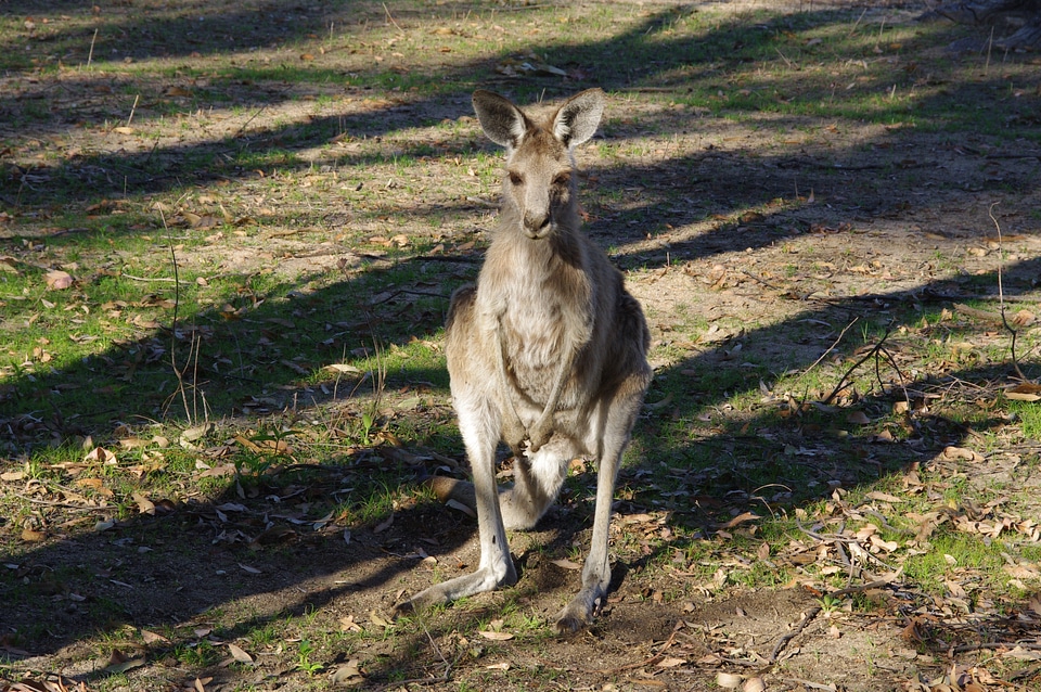 Hop australia kangaroos
